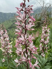 Dictamnus angustifolius