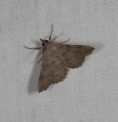 Heterormista modesta