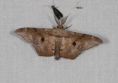 Hyposidra incomptaria