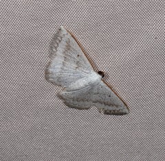 Plectoneura argostola