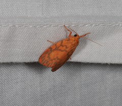 Miltochrista quadrilineata