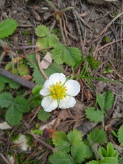 Fragaria nubicola