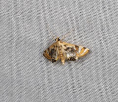Margarosticha repetitalis
