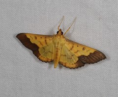 Meroctena staintonii