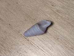 Pulsarella cognata