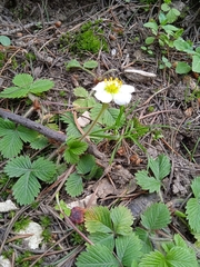 Fragaria nubicola