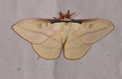Neodiphthera sulphurea