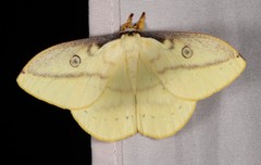 Neodiphthera sulphurea