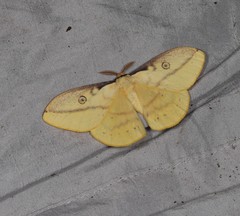 Neodiphthera sulphurea