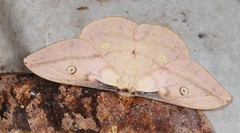 Neodiphthera sulphurea