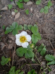 Fragaria nubicola