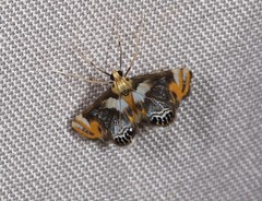 Nymphicula queenslandica