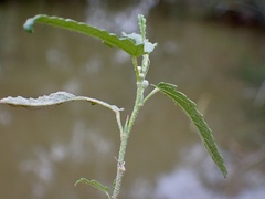 Sida fibulifera