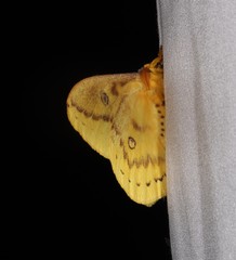 Neodiphthera sulphurea