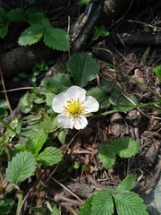 Fragaria nubicola