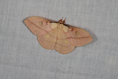 Neodiphthera sulphurea