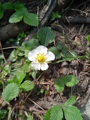 Fragaria nubicola