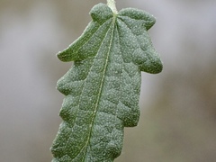 Sida fibulifera