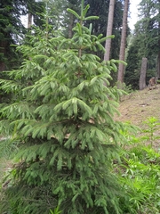Picea smithiana