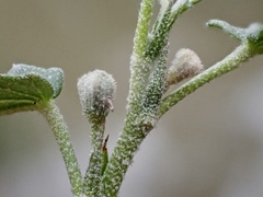 Sida fibulifera