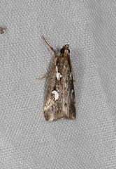 Perimeceta niphospila