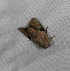 Platyprosopa nigrostrigata