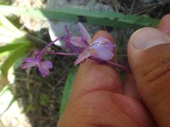 Orchis anatolica