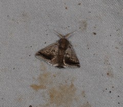 Pygmaeomorpha modesta