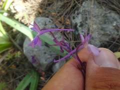 Orchis anatolica