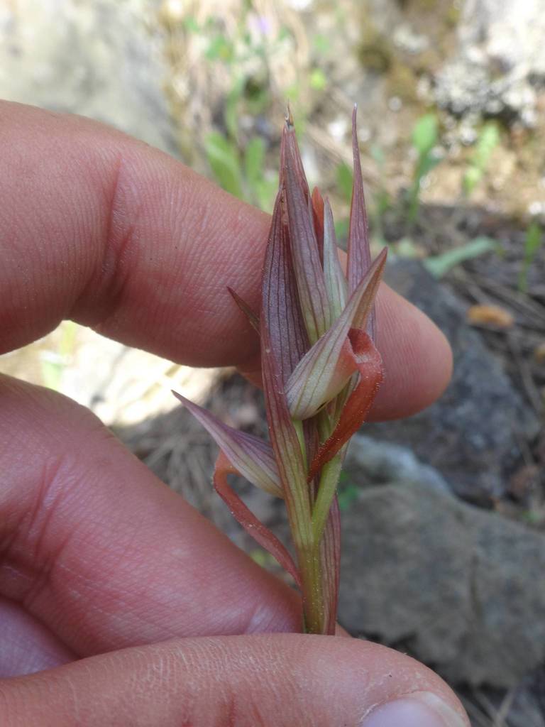 Serapias bergonii
