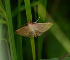 Anania fuscalis