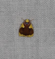 Stenoscaptia fovealis