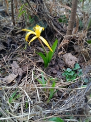 Colchicum luteum