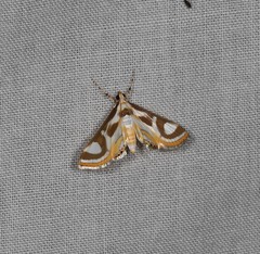 Theila siennata
