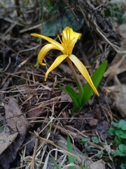 Colchicum luteum
