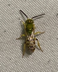 Agapostemon melliventris