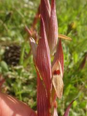 Serapias politisii