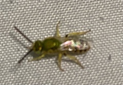 Agapostemon melliventris