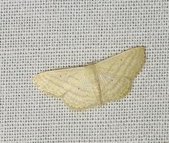 Scopula despoliata