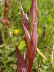 Serapias politisii
