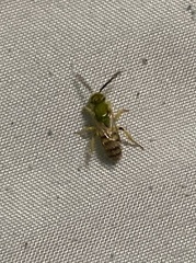 Agapostemon melliventris