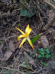 Colchicum luteum