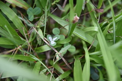 Porphyrosela minuta