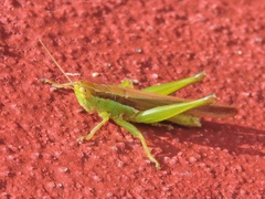 Oxya hyla
