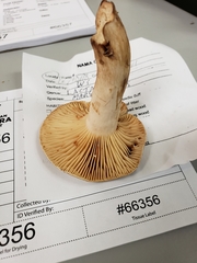 Plinthogalus