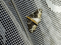 Ecliptopera capitata