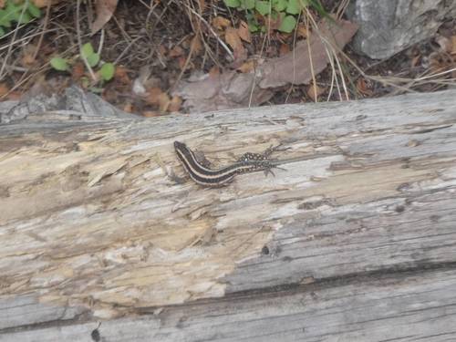 Lycian Rock Lizard