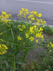 Bunias orientalis