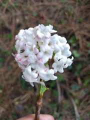 Viburnum grandiflorum