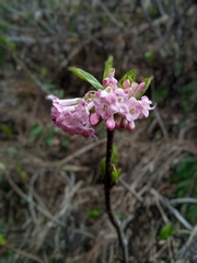 Viburnum grandiflorum
